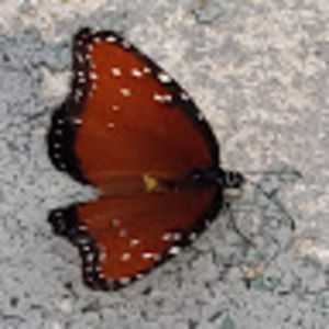 Meet your Posher, Mayra